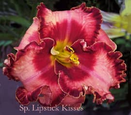 Spacecoast Lipstick Kisses daylily