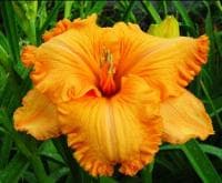 Spacecoast Pumpkin Power daylily