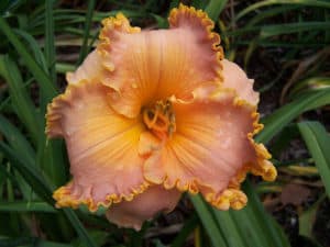 Spacecoast Starburst daylily