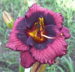 Spacecoast Technical Knockout daylily