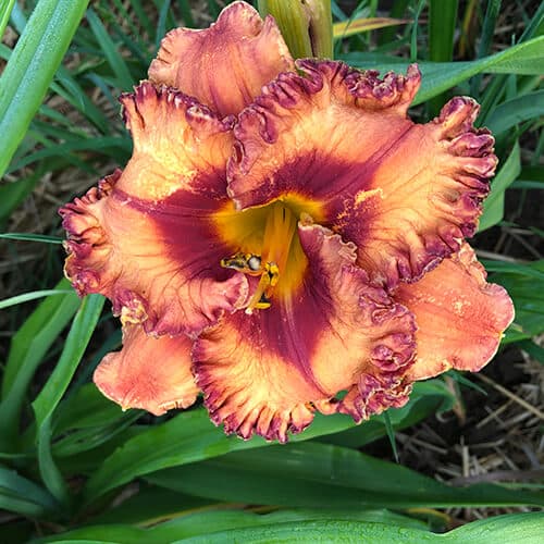 Spice Bomb daylily