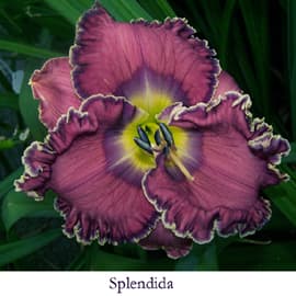 Splendida daylily