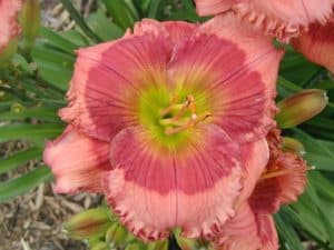 Spoken In Parables daylily