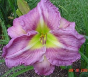 Stardust Heiress daylily