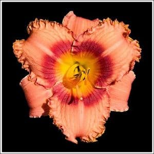 Strawberry Candy daylily