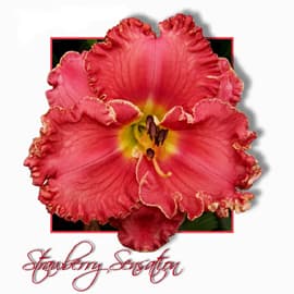 Strawberry Sensation daylily