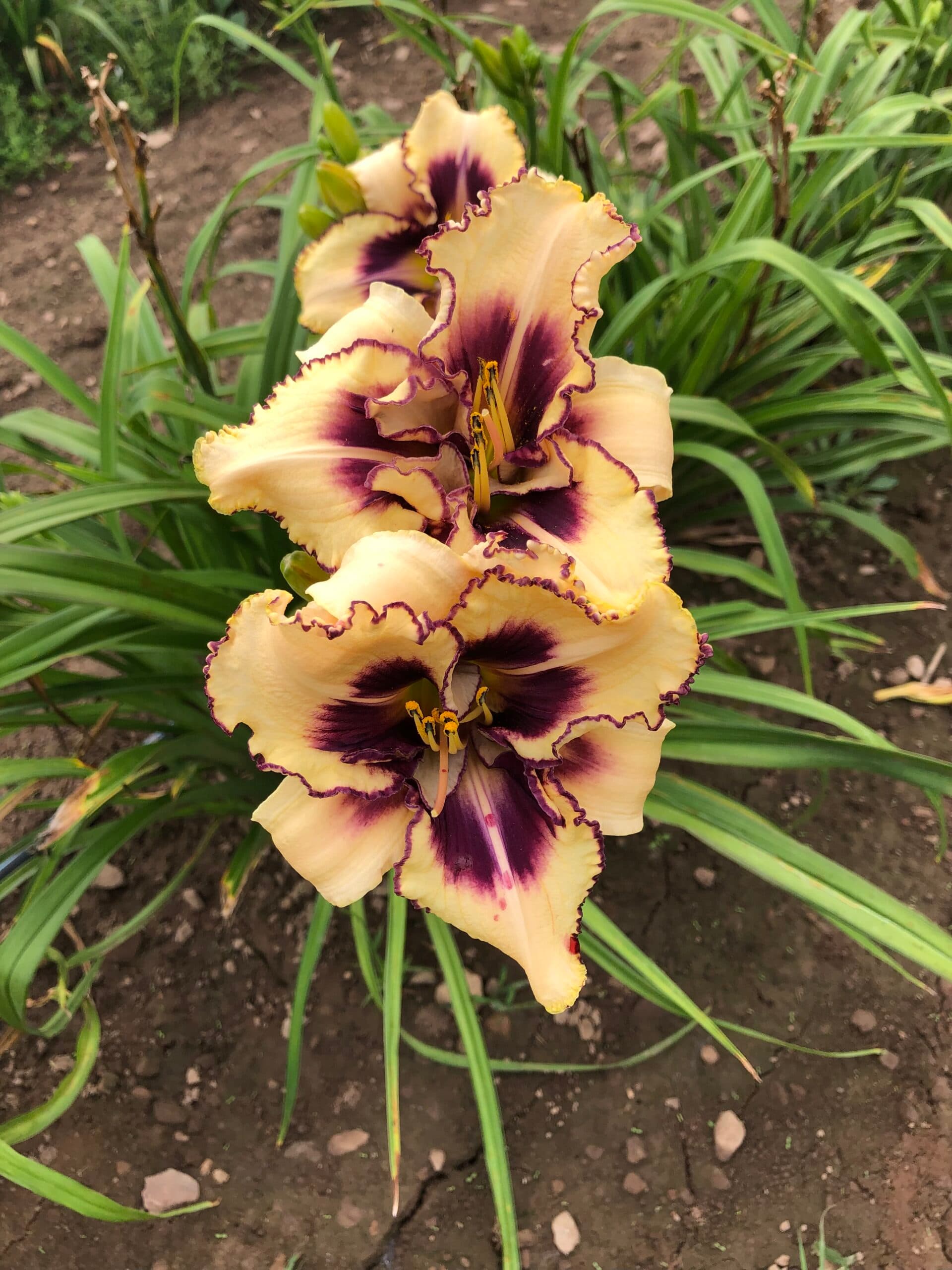 Strikingly Dramatic daylily