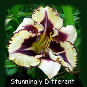 Stunningly Different daylily