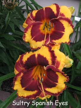 Sultry Spanish Eyes daylily