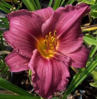 Summer Wine daylily