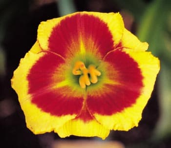 Sungold Candy daylily