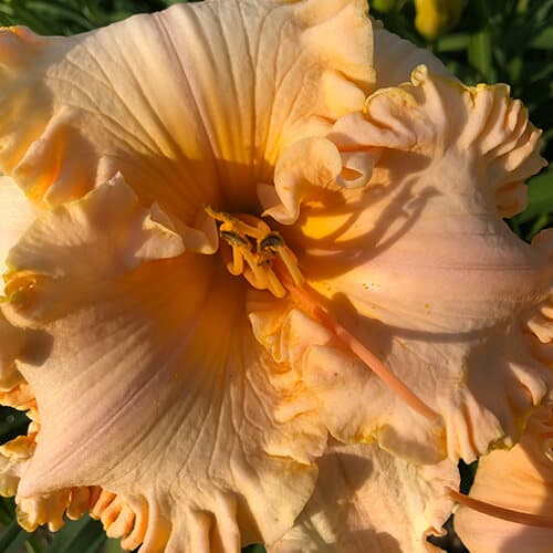 Sunsilk daylily