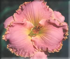 Surprise Encounter daylily