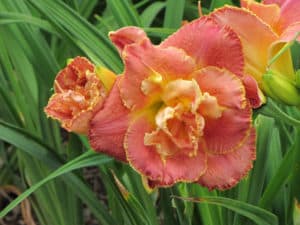 Susan Pritchard Petit daylily