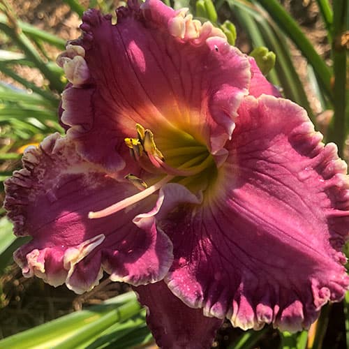 Sweetest Name I Know daylily