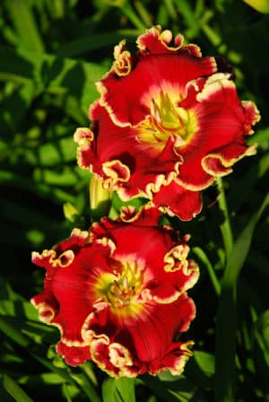 Talladega daylily