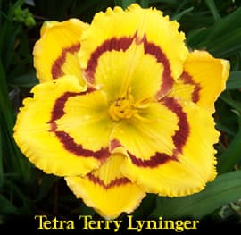 Tet Terry Lyninger daylily