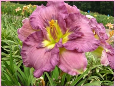 Texas Feathered Fancy daylily