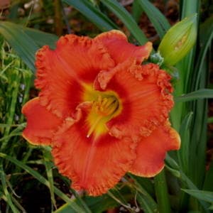 Texas Heat Wave daylily