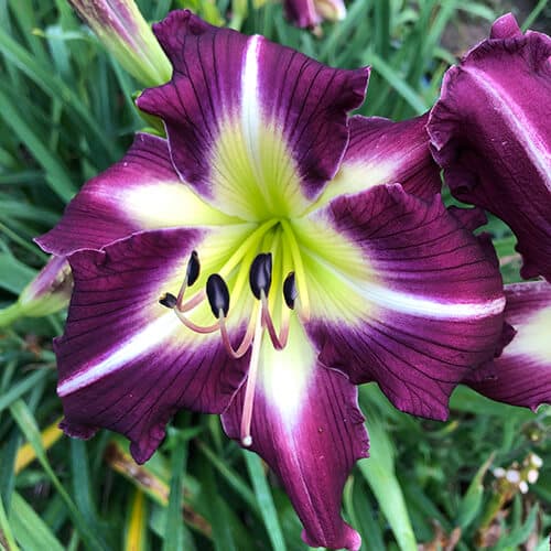 Thank Your Lucky Stars daylily