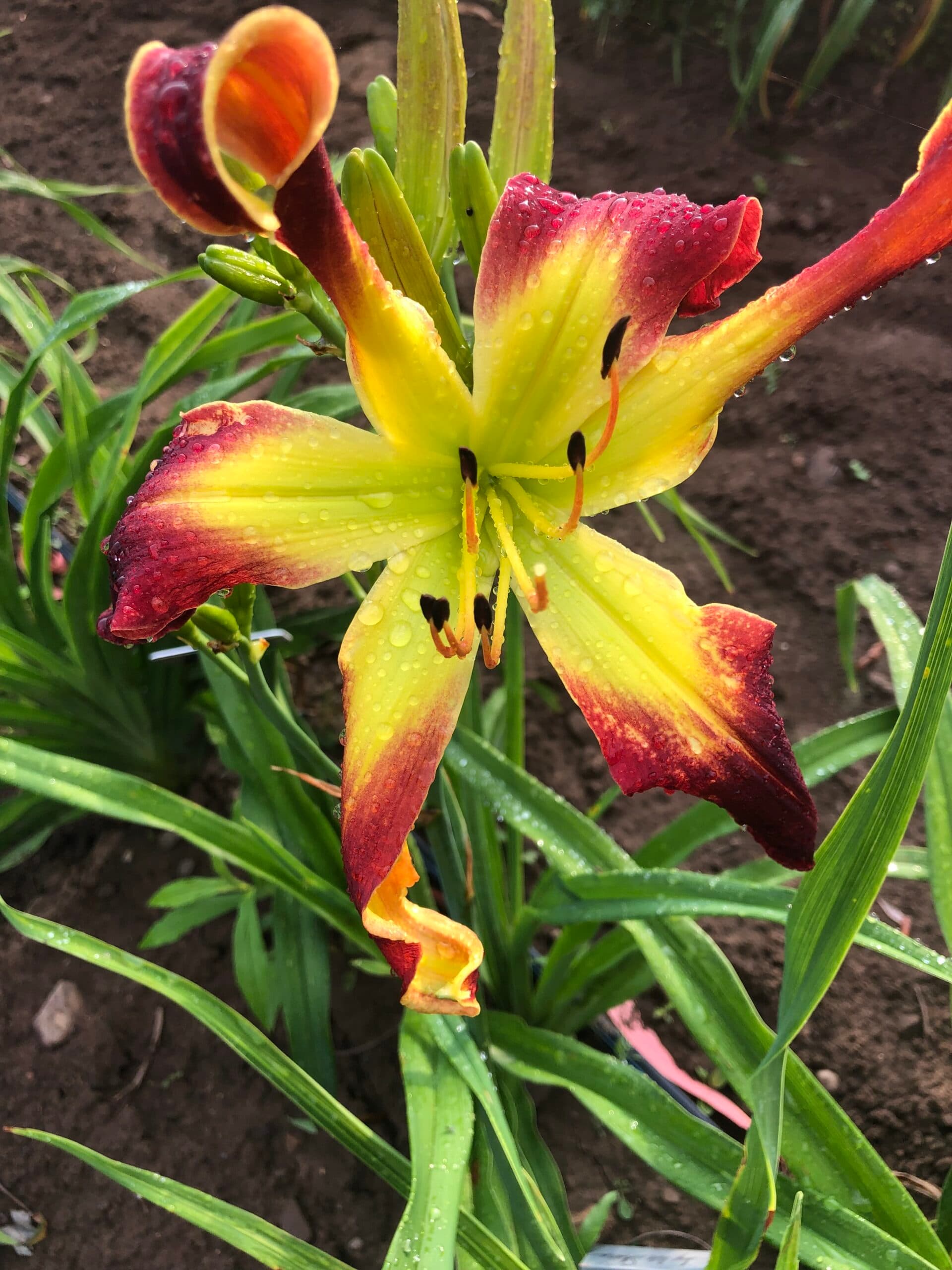 The Joy We Share daylily
