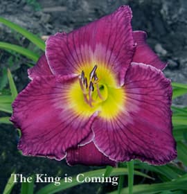 The King Is Coming daylily