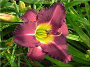 Through Dark Waters daylily