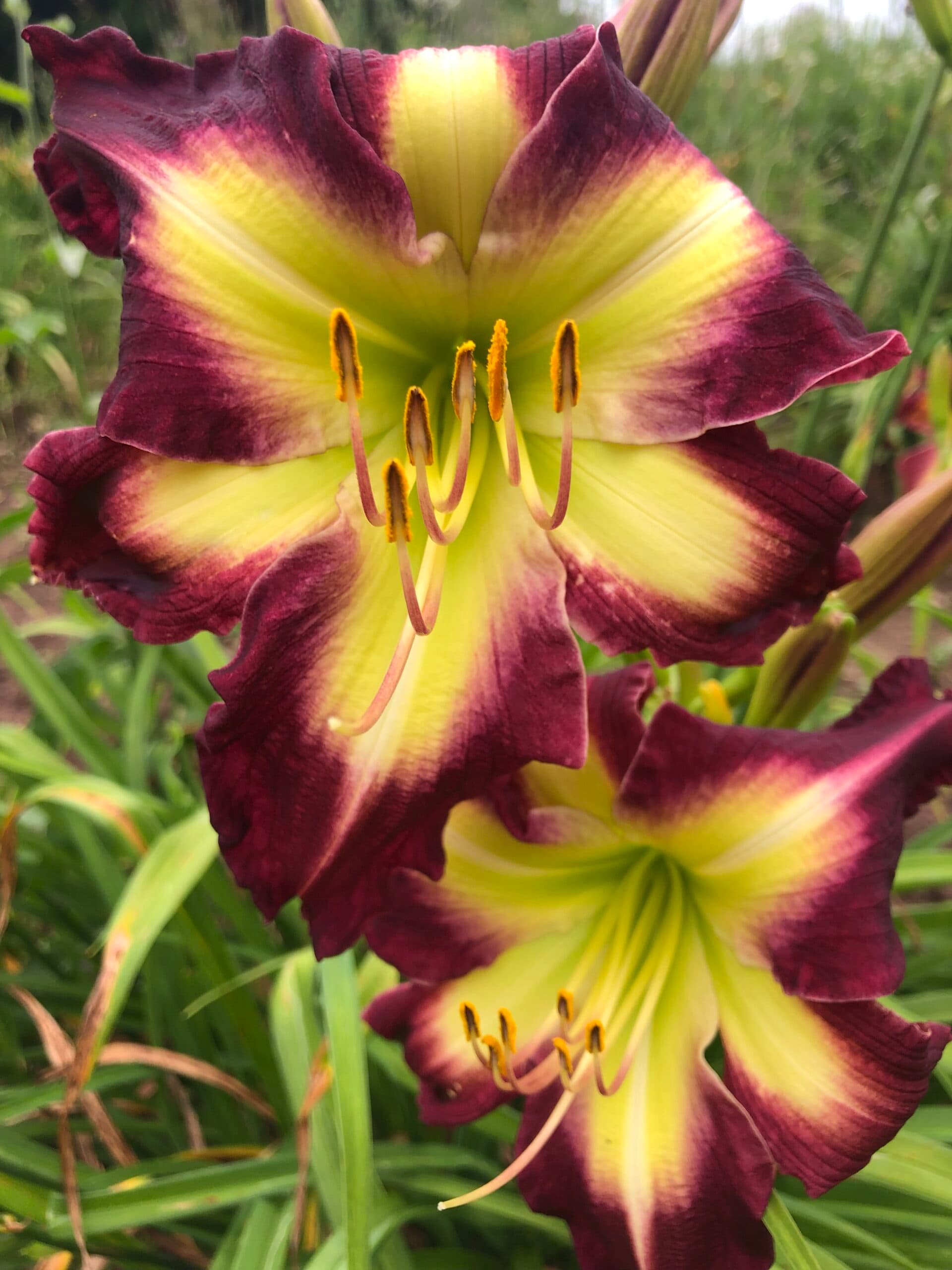 Too Cool For School daylily