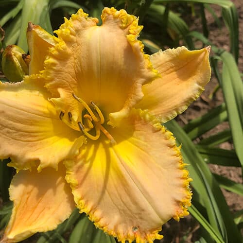 Tooth Fairy Princess daylily