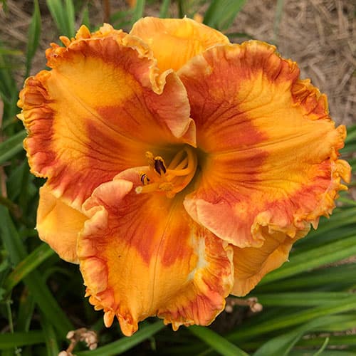 Total Opulence daylily