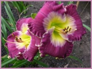 Transcendent Love daylily