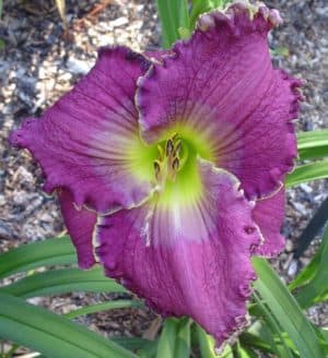 Tropical Nights daylily