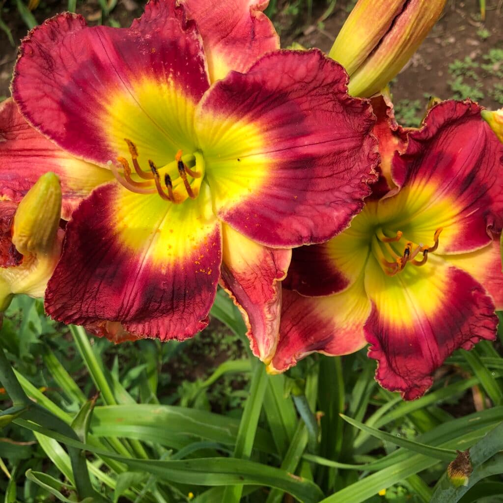 Turn It Up daylily