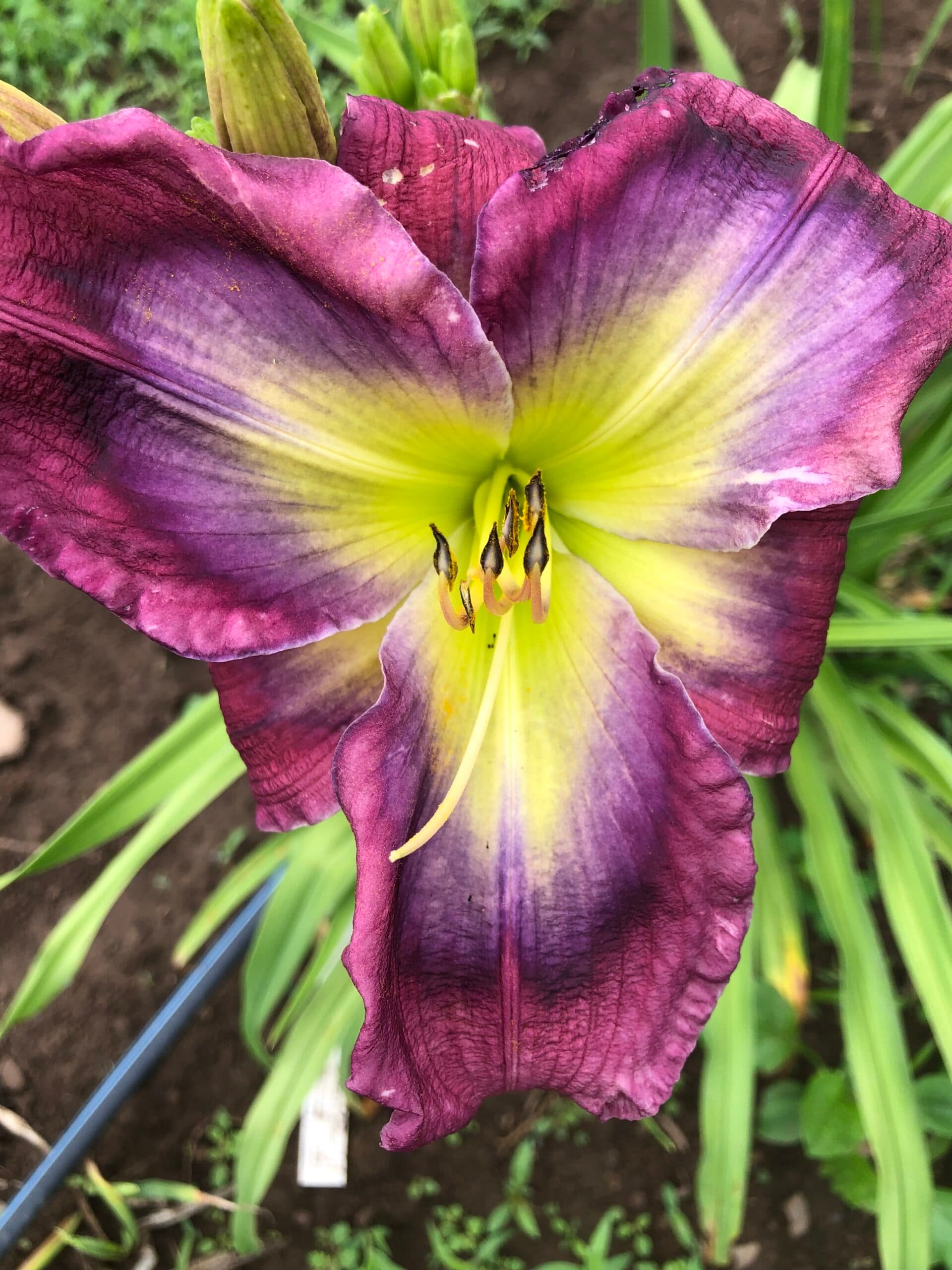 Under The Violet Moon daylily