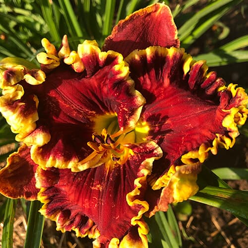 Virtual Reality daylily