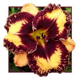 Volcanic Fireworks daylily