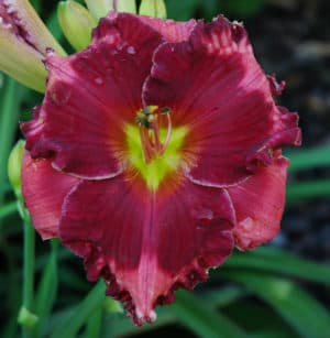 Walter Kennedy daylily