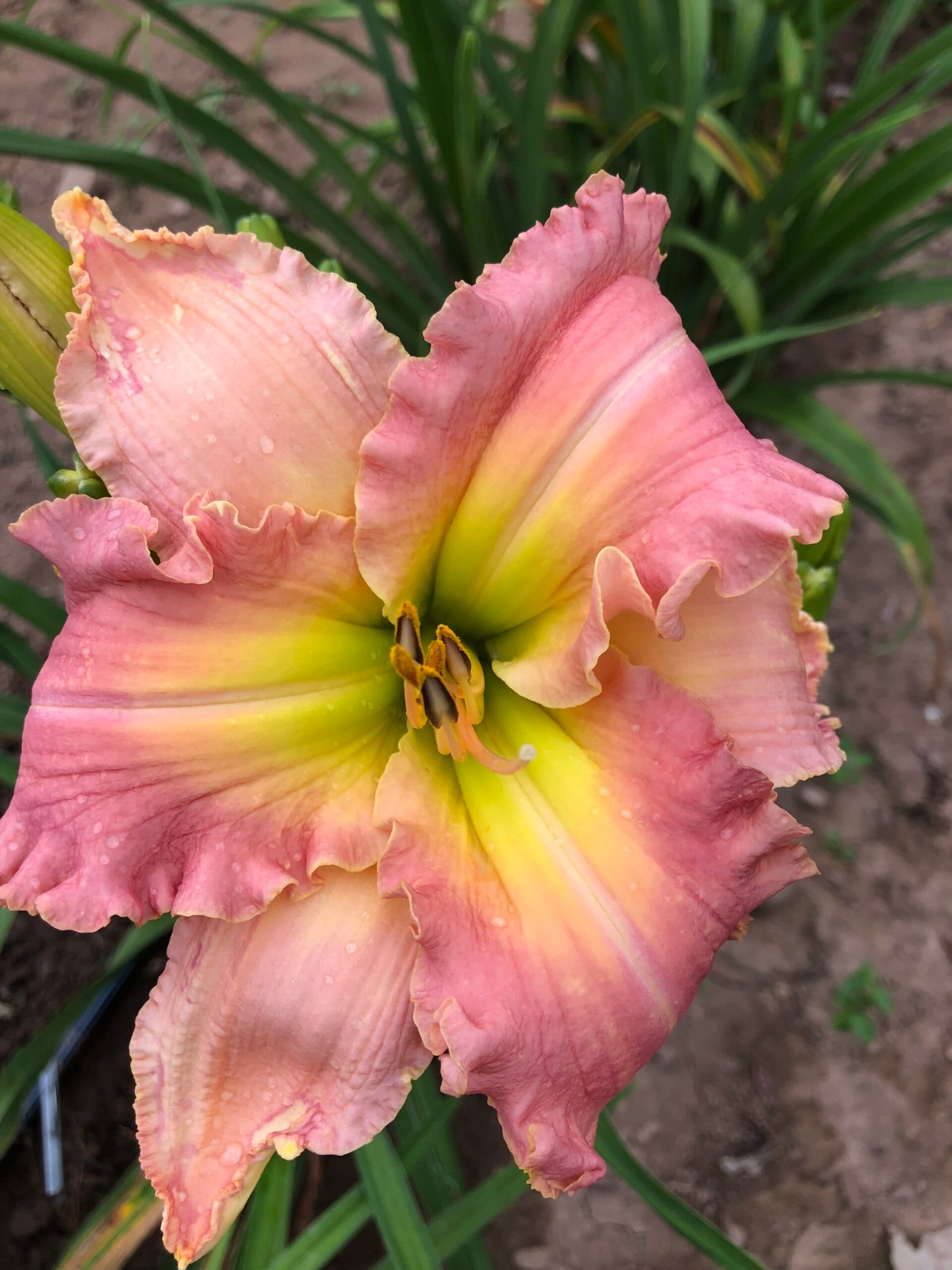 Watch Her Ride daylily