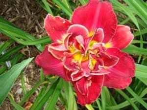 Whistle Stop Tour daylily