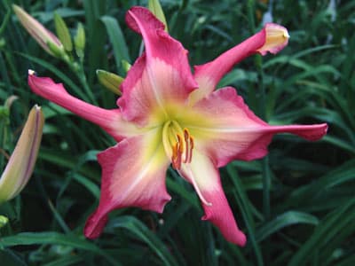 White Eyes Pink Dragon daylily
