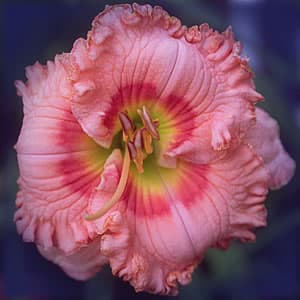 Wild Cherry Round Up daylily