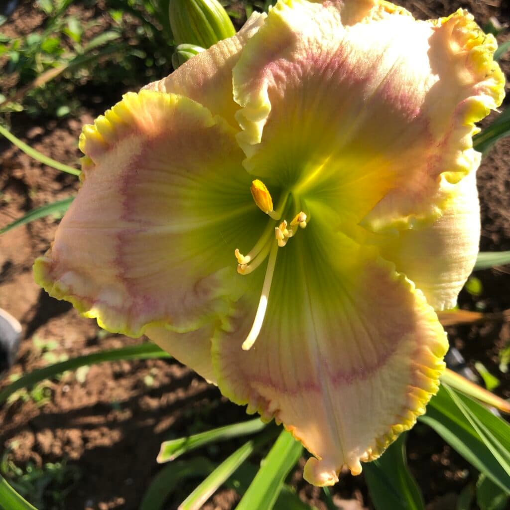Wild Fruit daylily