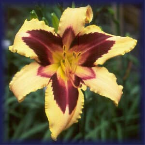 Wild Horses daylily
