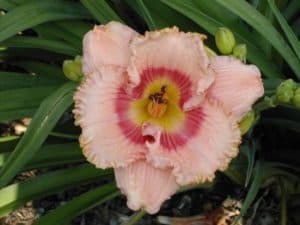 Wild Mustang daylily