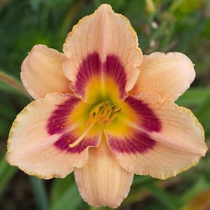 Wineberry Candy daylily