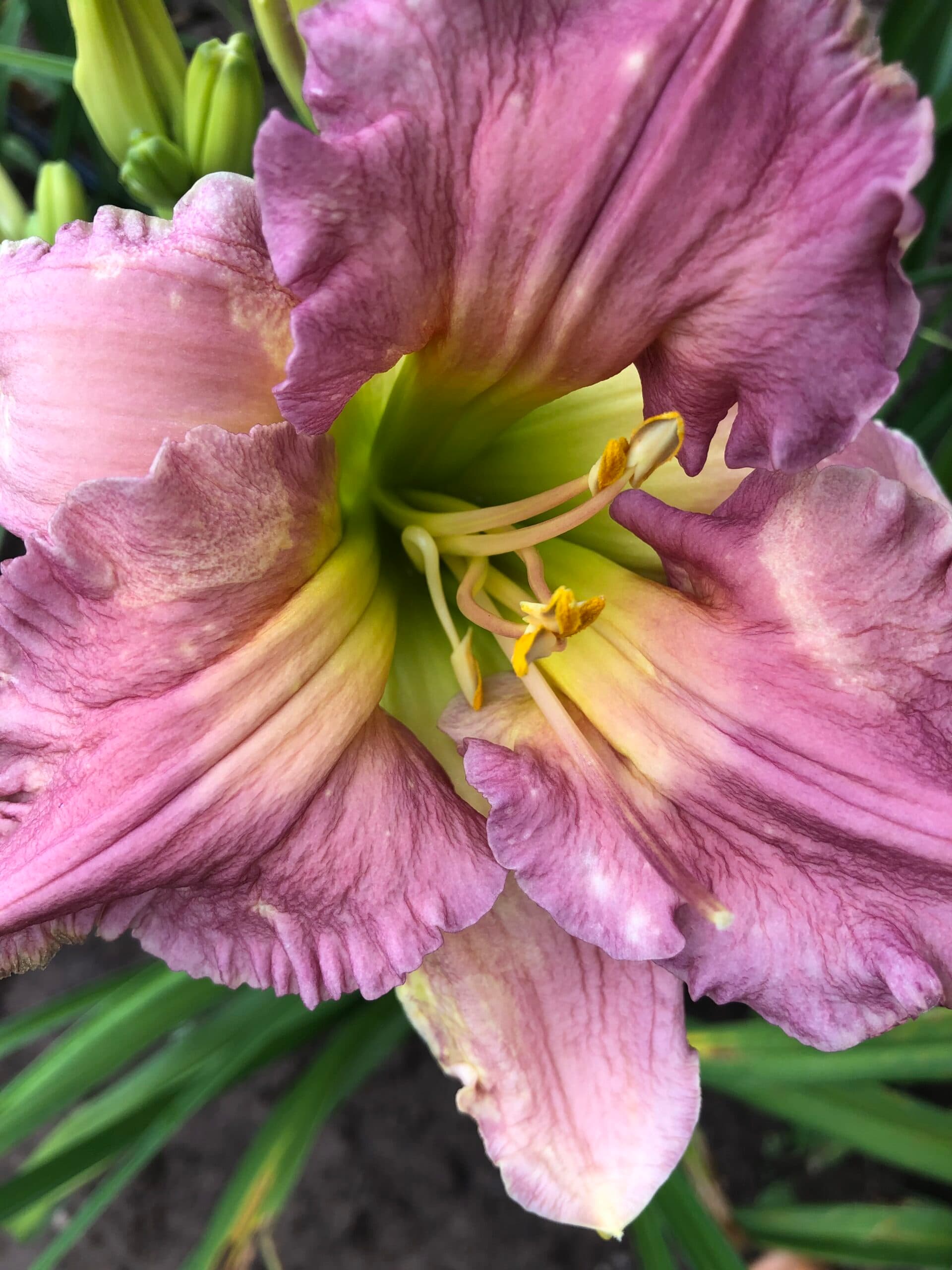 Wings Of A Dove daylily