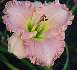 Wings of Angels daylily