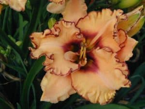 Woman At The Well daylily