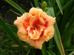 You Angel You daylily