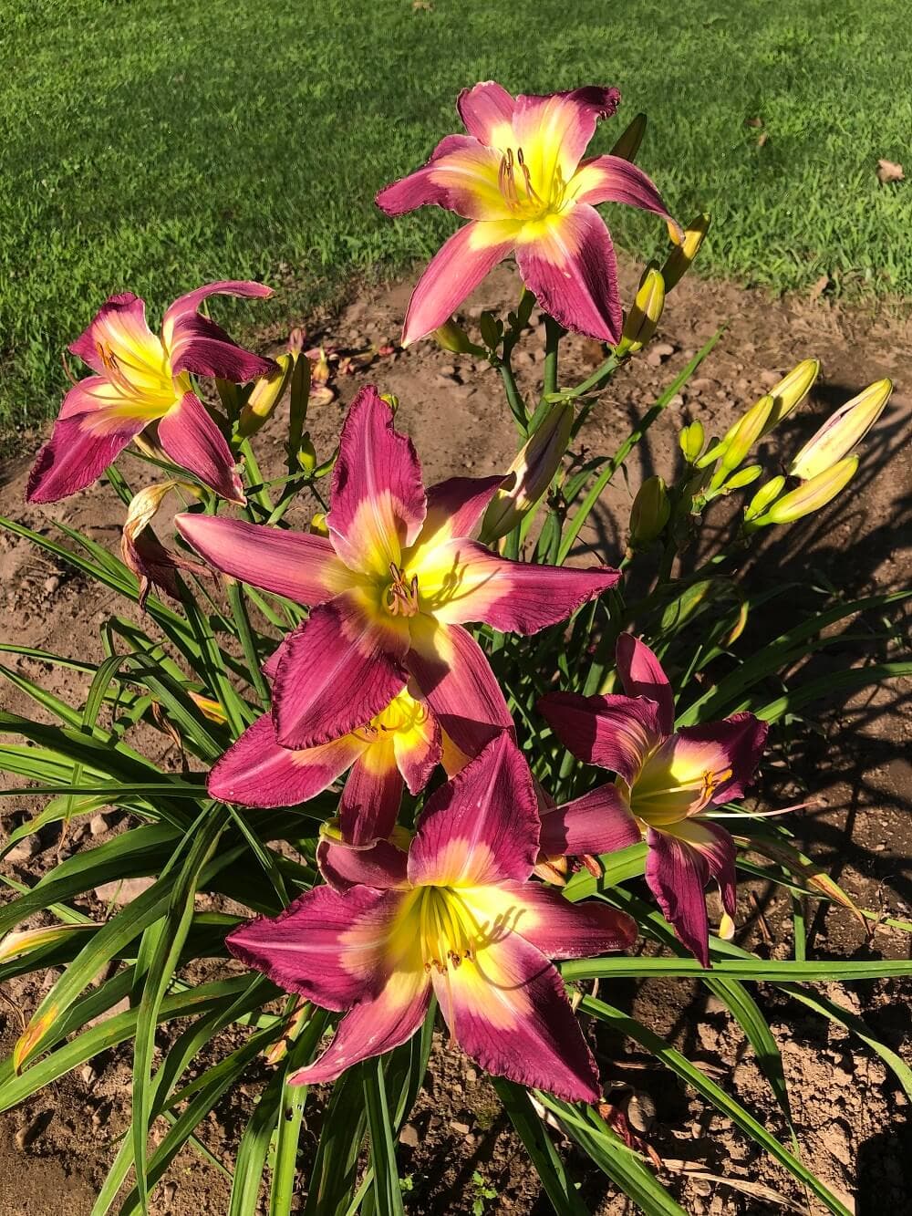 You Bet Your Sweet Bippy daylily